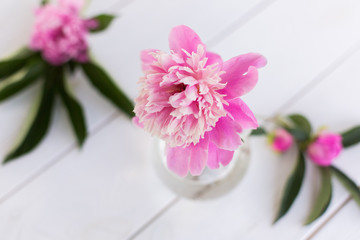 Beautiful soft pink peonies in vase on white wooden background outdoors. Summer flowers in blossom. Nature, fresh pink flowers concept