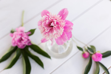 Beautiful soft pink peonies in vase on white wooden background outdoors. Summer flowers in blossom. Nature, fresh pink flowers concept