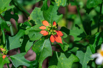 Dwarf poinsettia a.k.a. fire-on-the-mountain (Euphorbia cyathophora) closeup - Topeekeegee Yugnee (TY) Park, Hollywood, Florida, USA
