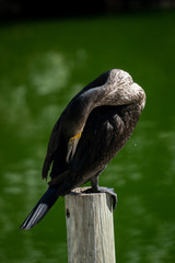 Obraz premium Cormoran Grande en un lago