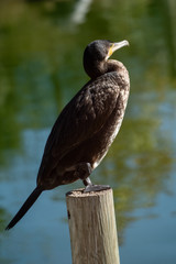Cormoran Grande en un lago