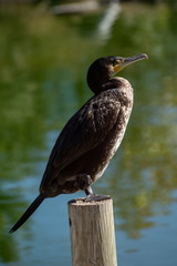 Cormoran Grande en un lago
