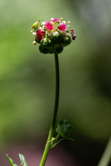 tiny red flowers