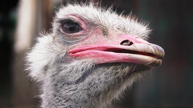 Ostrich head close up