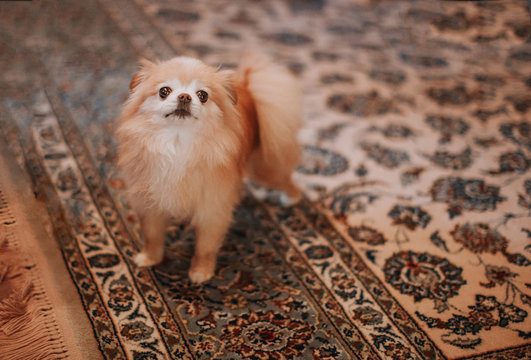 Cute Little Dog on Rug