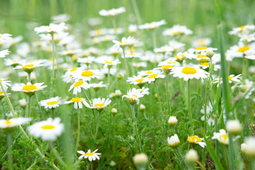 Summer background for greeting card with daisies. Daisies on the field with green grass. Healing herbs