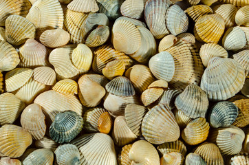 Seashell background, lots of different seashells piled together