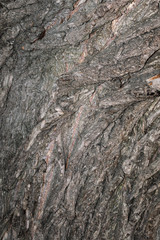 old tree bark texture willow wood