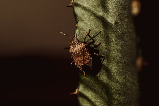 Bug on a cactus