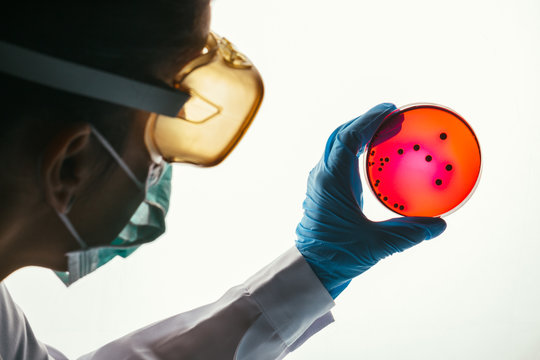 Woman working with petri dishes in the lab