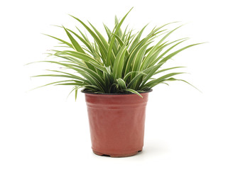 Chlorophytum - evergreen perennial flowering plants in the famil