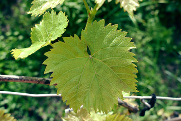 Green leaves of grapes in the garden..