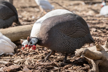 Gallina de Guinea - Guineafowl 
