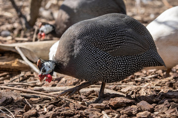 Gallina de Guinea - Guineafowl 