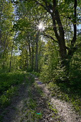 Fototapeta na wymiar Forest path and sun rays passing through the foliage of a tree. Landscape in the forest on a summer sunny day