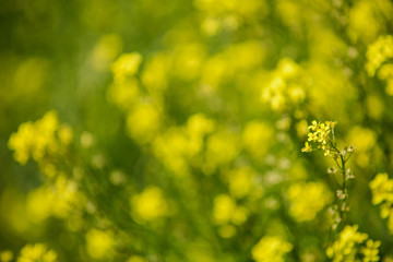 Close up of colza yellow flowers with blurry background. Copy space. Summer sunny day.