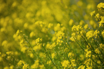 Close up of colza yellow flowers with blurry background. Summer sunny day. Copy space.
