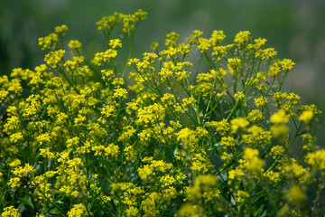 Obraz premium Close up of colza yellow flowers with blurry background. Summer sunny day.
