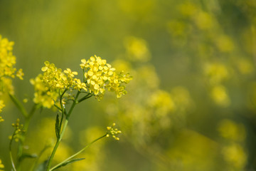 Close up of colza yellow flowers with blurry background. Summer sunny day. Copy space.