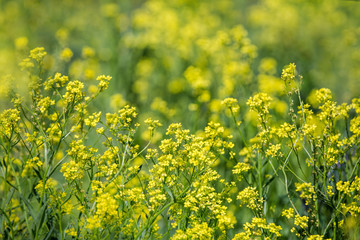 Close up of colza yellow flowers with blurry background. Summer sunny day. Copy space.