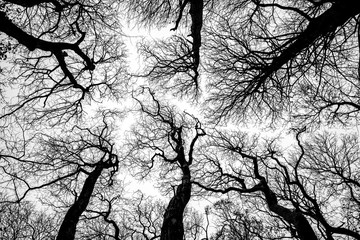 Looking up into the dark branches of a stand of trees.
