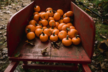 pumpkins at the pumkin patch