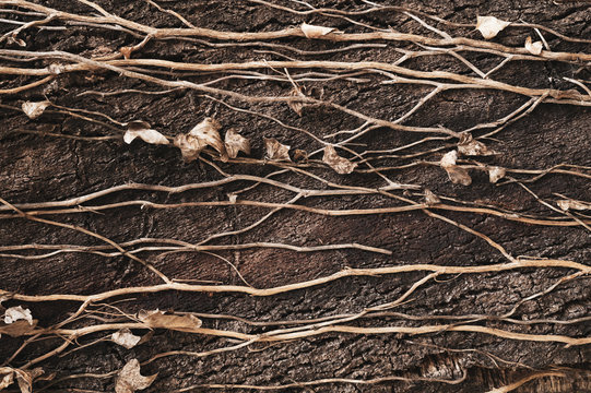 Cork oak tree bark