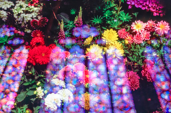 Colorful flowers in the light from stained glass church windows.