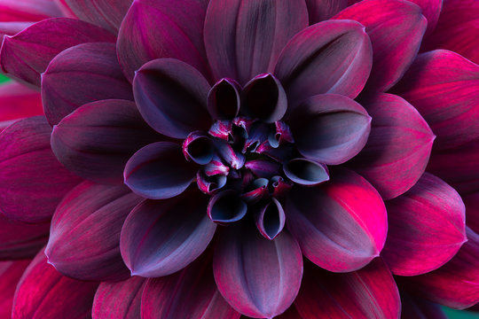 Close-up of an orange Dahlia
