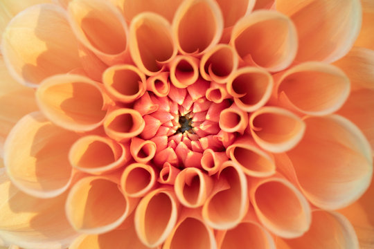Close-up of an orange Dahlia
