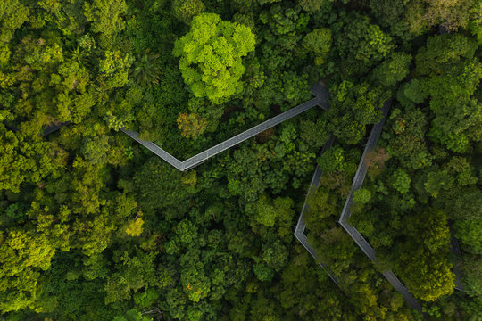 Walkway in the Jungle