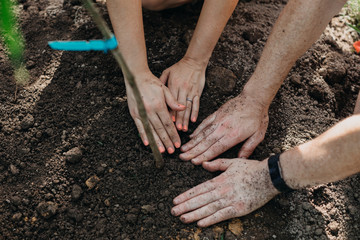 Couple Planting Young Tree