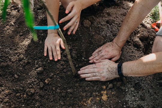 Couple Planting Young Tree