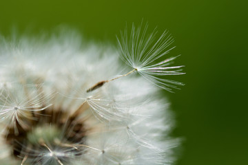 White fluffy dandelion seeds close-up. Background