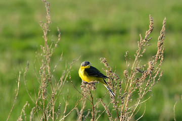 Bird yellow wagtail sits on a brown branch of grass. Green background