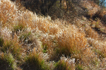 brushwood dried by the summer sun that sways in the wind