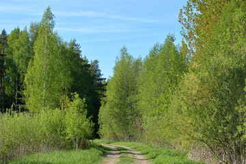 Fototapeta na wymiar Spring landscape road in the forest among beautiful green trees and blue sky