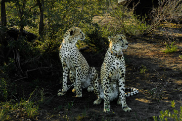 cheetah standing waiting looking for pray africa safari madikwe