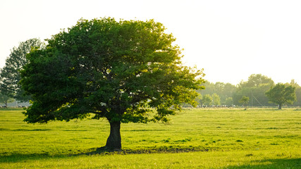 Fototapeta premium The sun shining through a majestic green oak tree on a meadow, with clear sky in the background