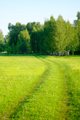 Summer meadow among the trees. June landscape. The road in the meadow leading to the birch grove