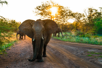 Fototapeta na wymiar elephant against sunset africa safari madikwe