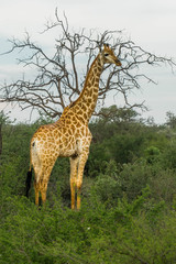 Naklejka na ściany i meble giraffe africa safari madikwe