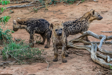 Naklejka na ściany i meble baby hyena cubs africa safari madikwe