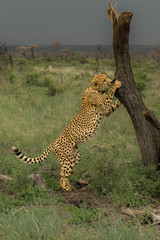 cheetah on a small tree africa safari madikwe