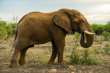 elephant africa safari madikwe