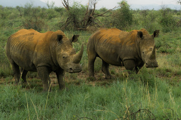 Obraz premium rhino africa safari madikwe