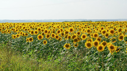 Obraz premium Sunflower field in countryside in Russia