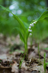 lily of the valley with green leaves on a wooden background