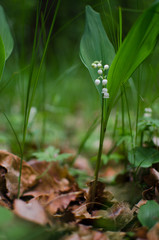 lily of the valley with green leaves on a wooden background