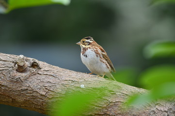 The outdoor fringillidae birds in the park